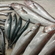 Garfish