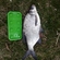 Carp bream
