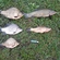 Crucian carp