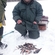 Eurasian perch
