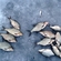 Carp bream