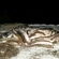 European smelt