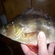 Eurasian perch