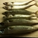 Mackerel