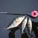 Eurasian perch