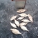 Carp bream