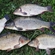 Carp