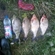 Carp bream