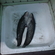 Wels catfish