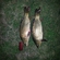 Carp