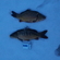 Carp