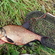 Carp bream