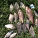 Carp bream