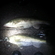 Pike perch
