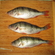 Eurasian perch