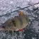 Eurasian perch
