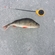Eurasian perch