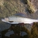 Grayling