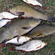 Tench