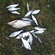 Carp bream