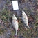 Eurasian perch
