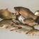 Prussian carp