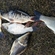Carp bream