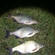 Carp bream