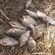 Prussian carp