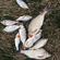 Carp bream