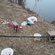 Dace
