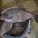 Carp bream