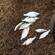 Silver Bream