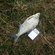 Carp bream
