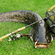 Wels catfish