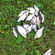Silver Bream