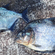 White piranha