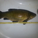 Tench