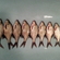 Silver Bream