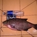 Carp bream