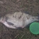 Carp bream