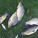 Carp