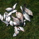 Carp bream