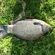 Crucian carp