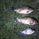 Prussian carp
