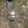 Ruffe