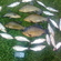 Crucian carp