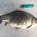 Prussian carp
