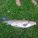 Grass carp