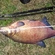 Carp bream